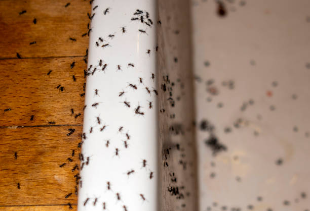 Wasp Removal Services in Contoocook, NH